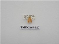 藏品(梯紋豔苔蛾)的圖片